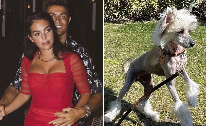 Ch&oacute; mới tậu của Cristiano Ronaldo bị &lsquo;vạn người ch&ecirc;&rsquo;